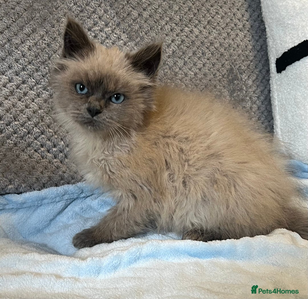 Ragdoll cats for sale: Blue point Ragdoll Male Kitten - Advert 4