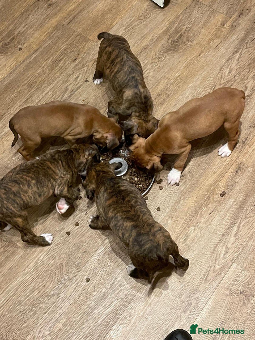 Boxer dogs for stud: Beautiful Dark Brindle Boxer|KC reg| Heart scored - Image 13