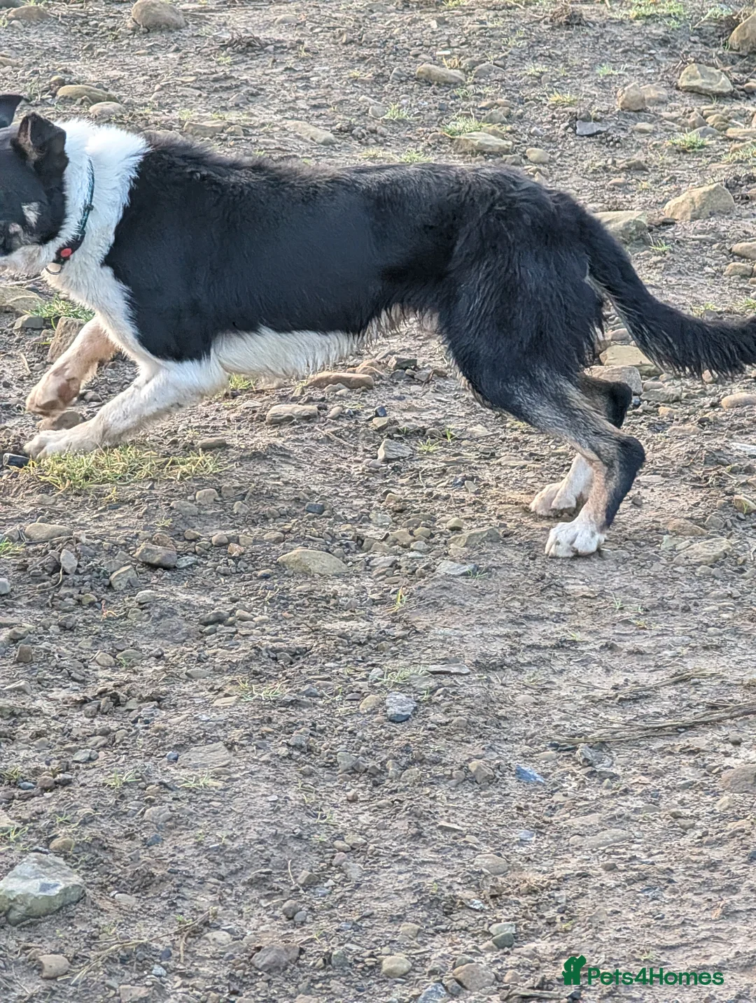 Border Collie dogs for sale: Jock Tri coloured isds registered collie  - Advert 2