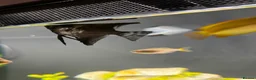 Angelfish fish for sale: 2x angle fish in Bury - Advert 2