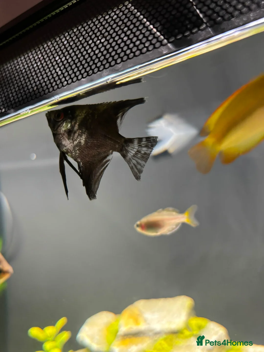 Angelfish fish for sale: 2x angle fish in Bury - Advert 2