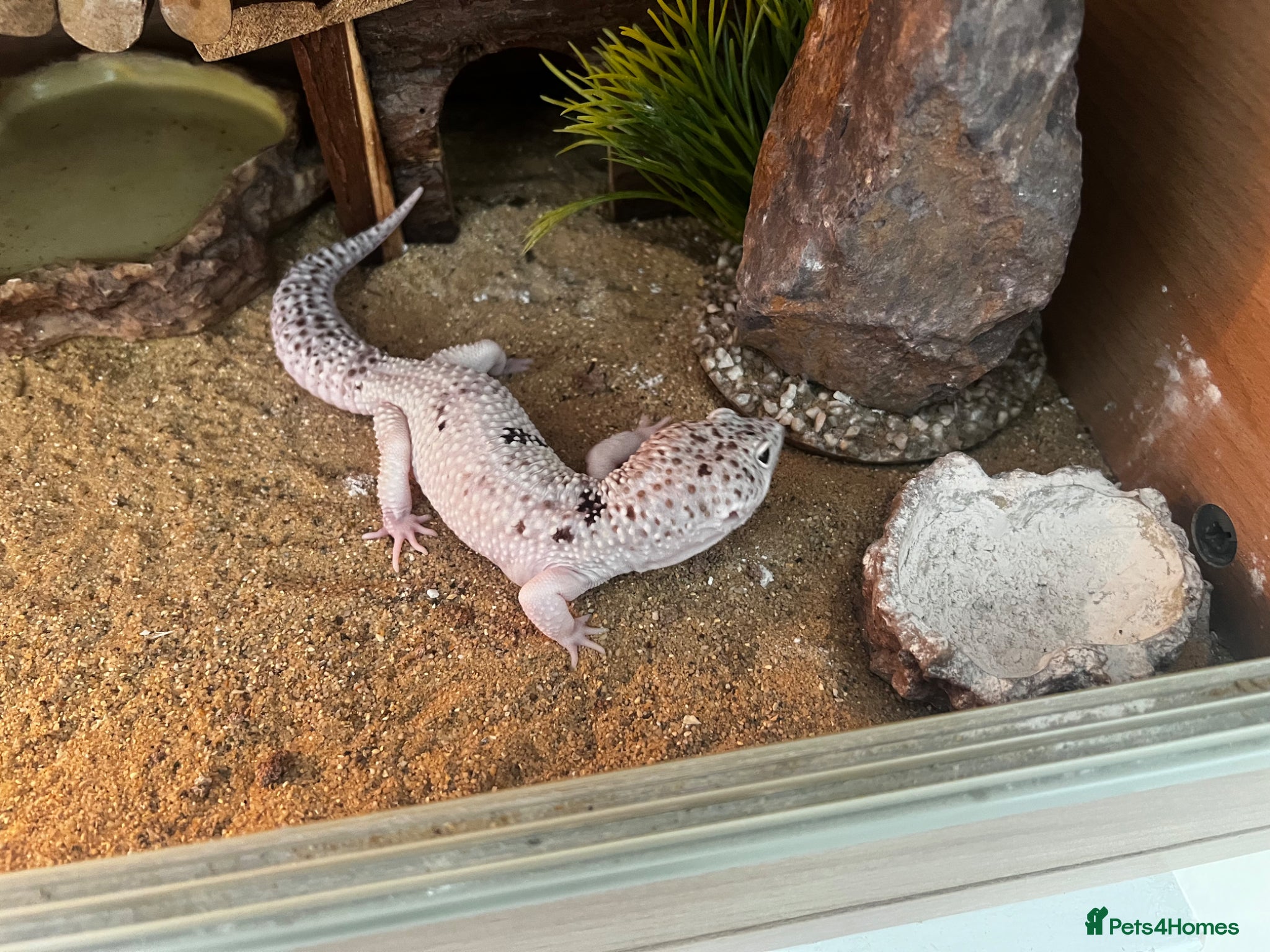 Leopard Gecko reptiles Leopard gecko and full set up including vivarium. - Advert 13