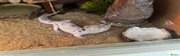 Leopard Gecko reptiles for sale: Leopard gecko and full set up including vivarium. - Advert 4