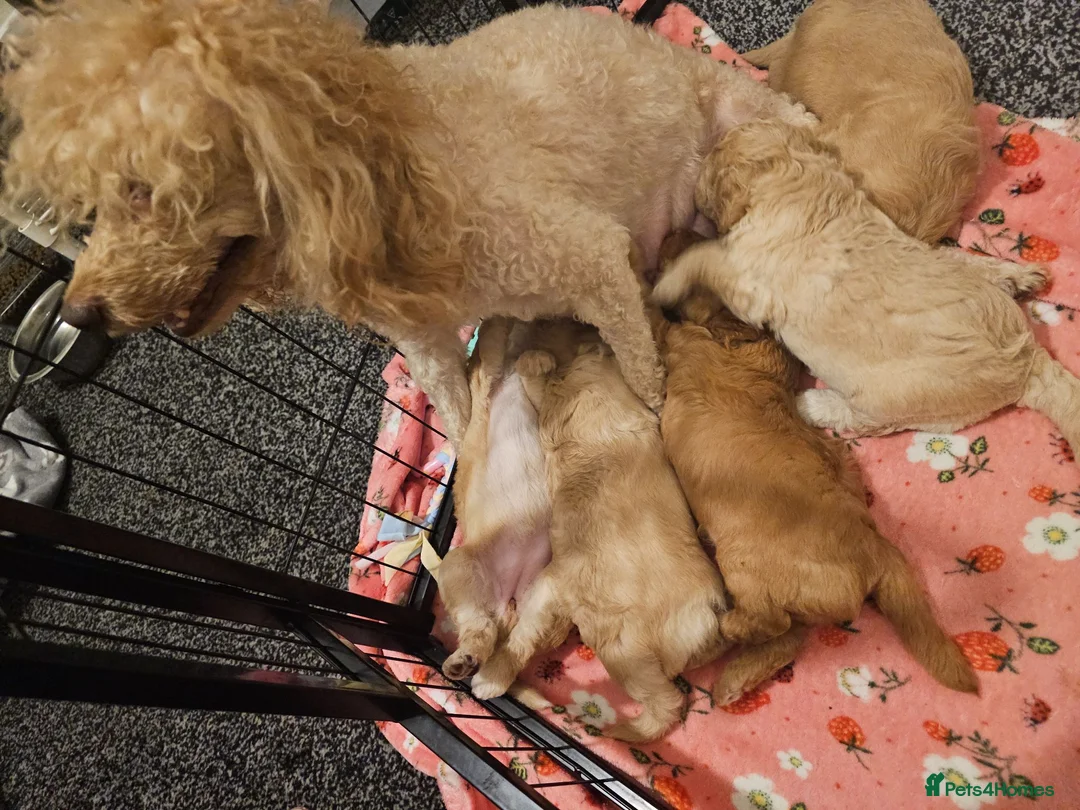 Cavapoo dogs for sale: Outstanding Cavapoo Puppies  - Advert 31
