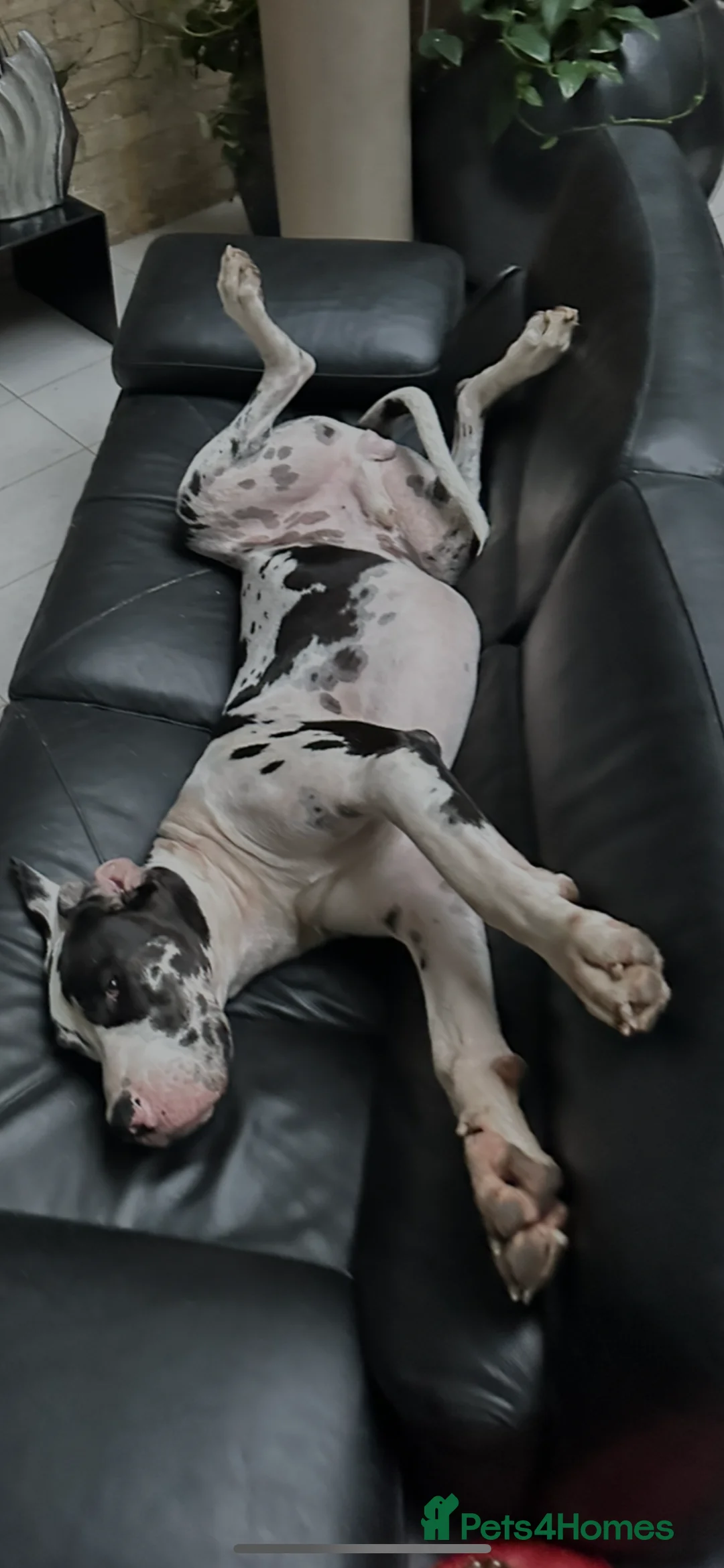 Great Dane dogs for stud: Karl the Great Dane for stud  in London - Advert 14