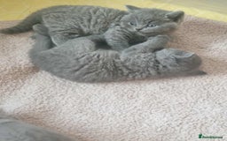 Brazilian Shorthair cats for sale: 🐾Beautiful British Shorthair Kittens 🐾 - Image 7