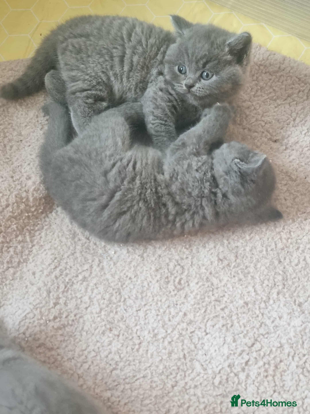 Brazilian Shorthair cats for sale: 🐾Beautiful British Shorthair Kittens 🐾 - Image 7