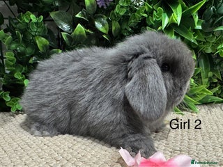 Mini Lop rabbits ⭐️ mini lops ⭐️ ready to reserve - Advert 3