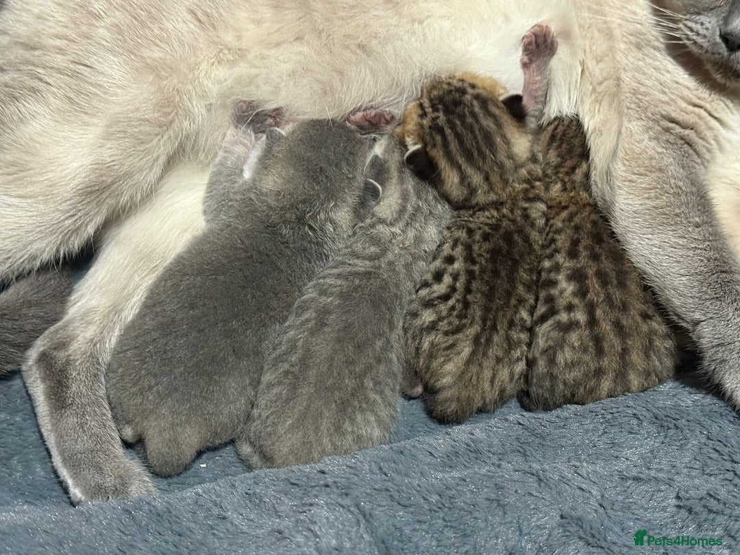 British Shorthair cats for sale: British shorthair kittens - Advert 5