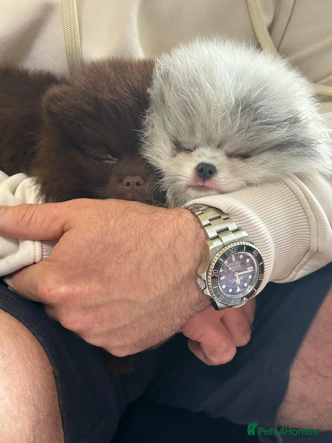 Pomeranian dogs for stud: 🏆 LOTS of champion lines, tiny teddy bear 🧸 in Leeds - Advert 30