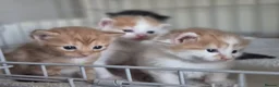 Mixed Breed cats for sale: Beautiful babies needing forever homes - Advert 8