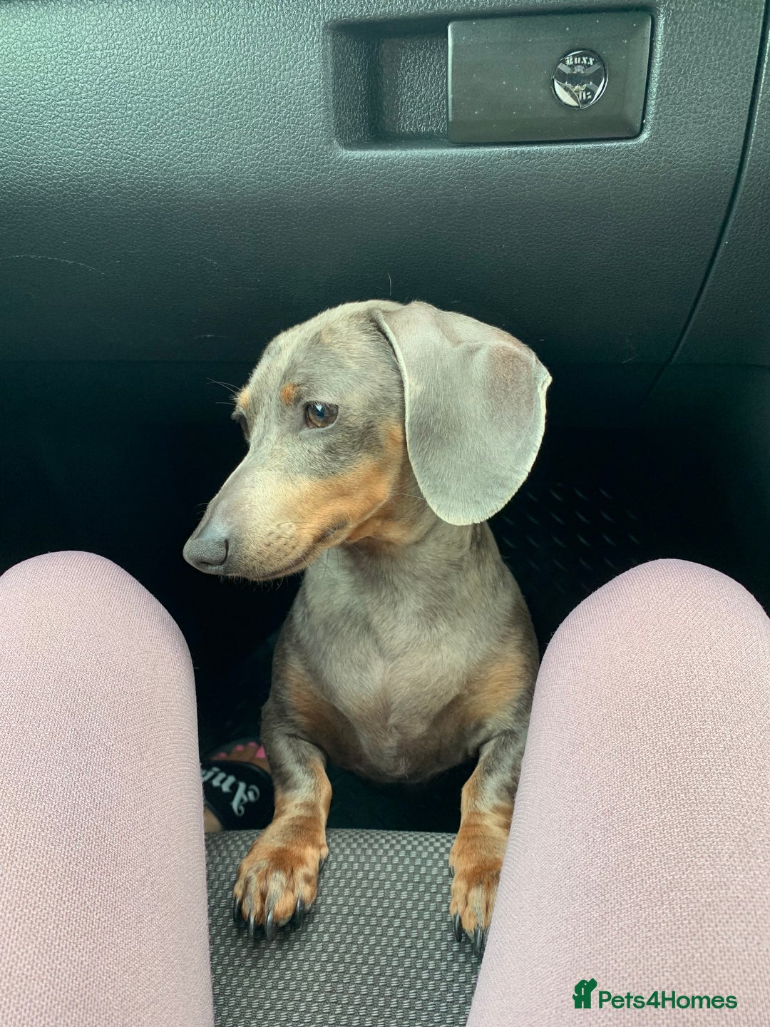 Dachshund dogs for sale: FREE TO THE PERFECT HOME - Advert 1