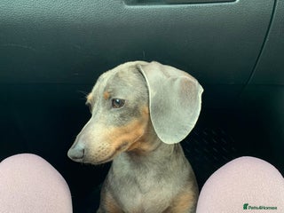 Dachshund dogs FREE TO THE PERFECT HOME - Advert 3