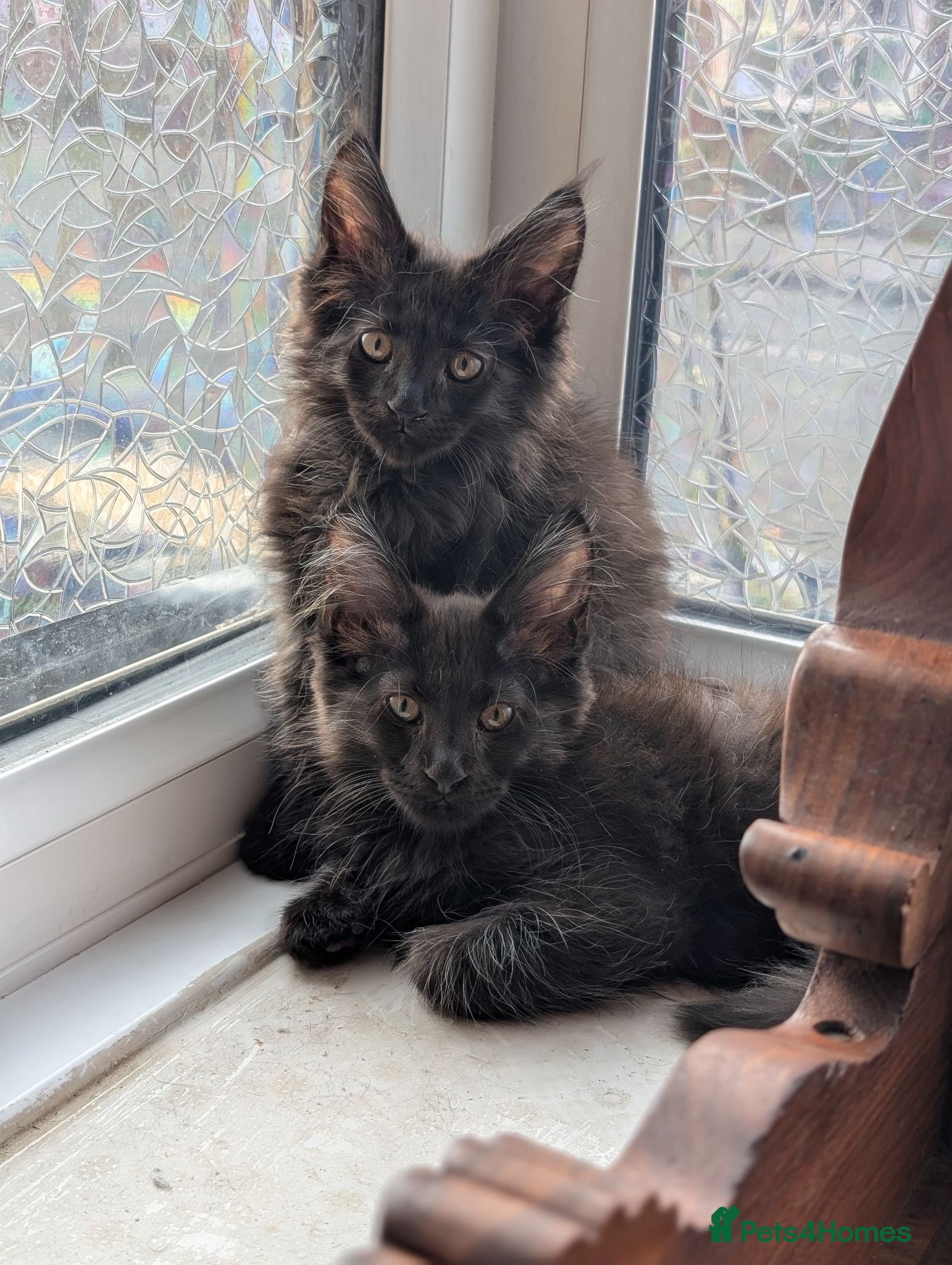 Maine Coon cats Beautiful Pedigree Kittens 😻 - Advert 1