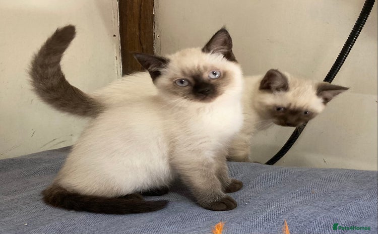 British Shorthair cats - Advert 4