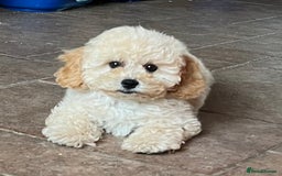 Cavapoochon dogs for sale: Stunning Cavapoochon puppies  - Image 1