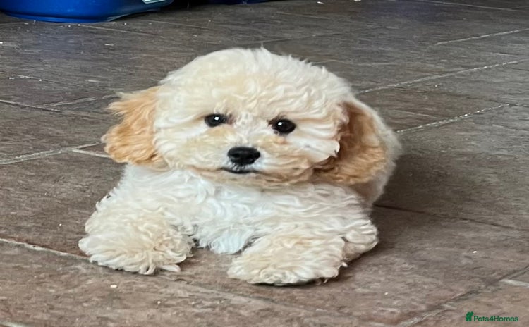 Cavapoochon dogs - Advert 5