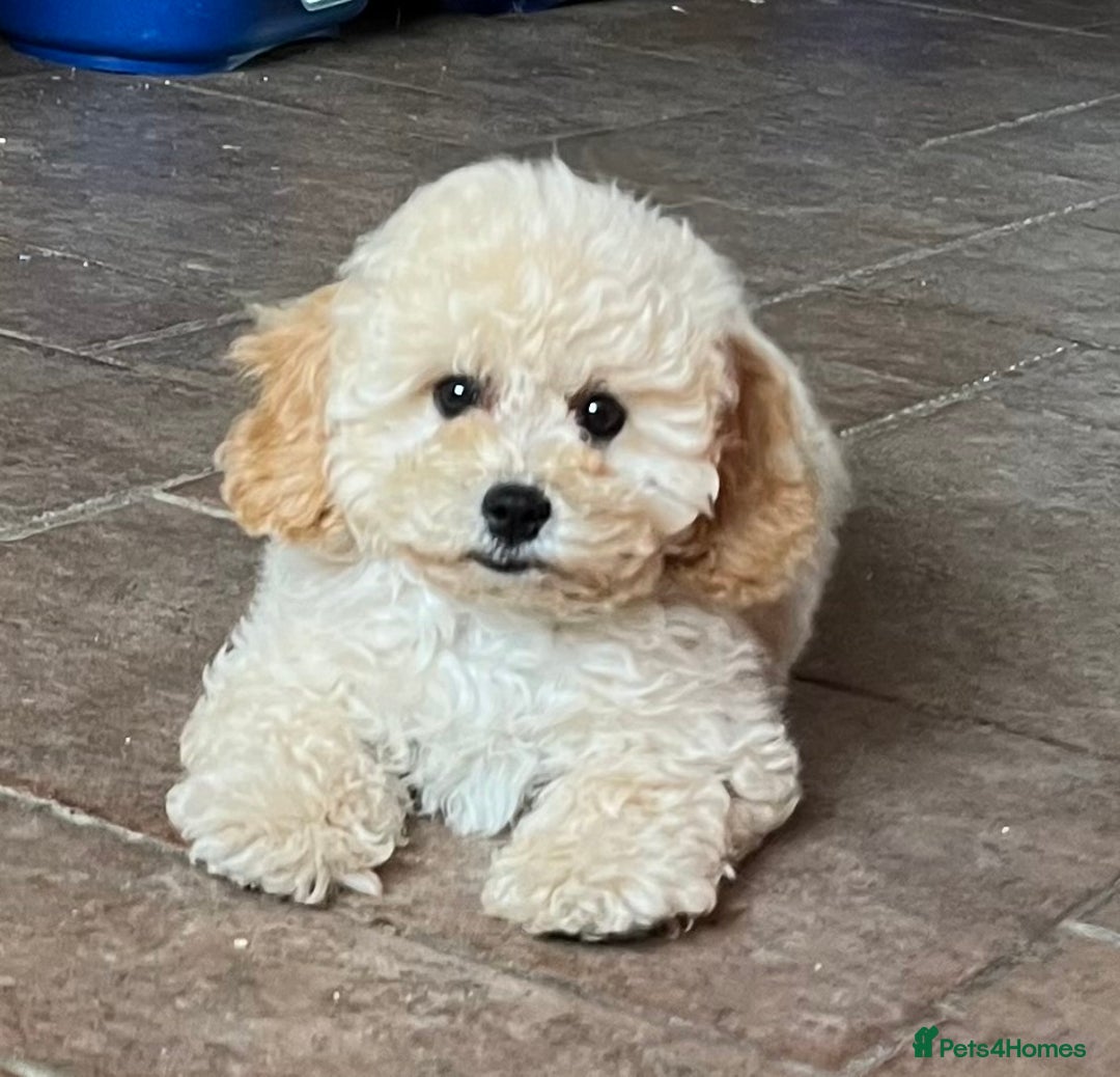 Cavapoochon dogs for sale: Stunning Cavapoochon puppies  - Image 1