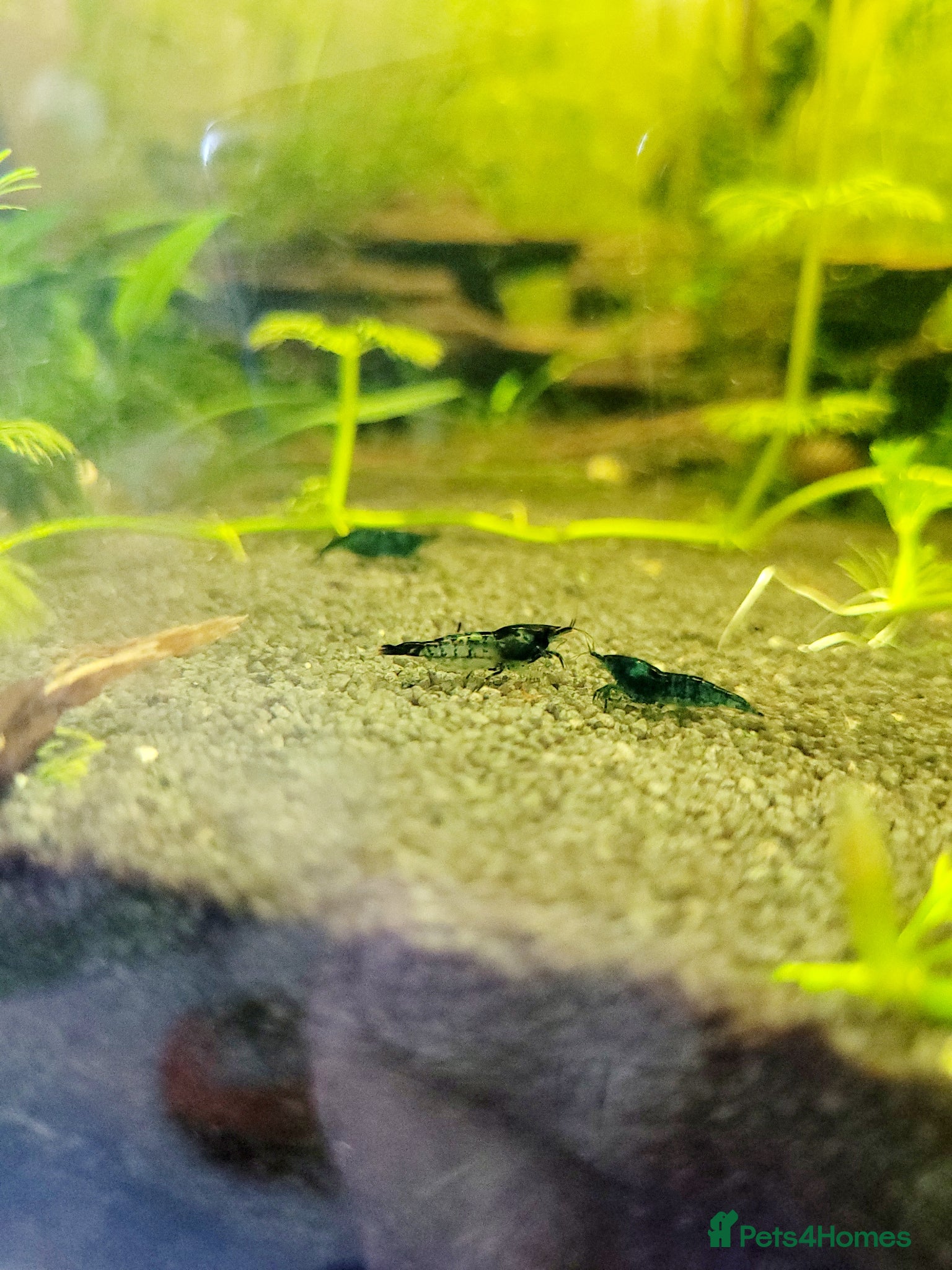 Mixed Breed livestock Neocaradina shrimp - Advert 18