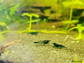 Mixed Breed livestock Neocaradina shrimp - Advert 18