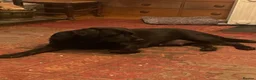 Labradoodle dogs for sale: Beautiful F1 Labradoodle puppies - Advert 1