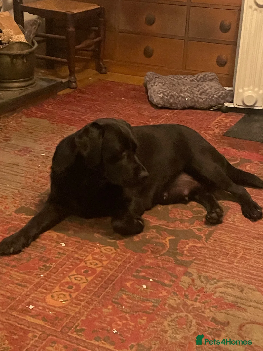 Labradoodle dogs for sale: Beautiful F1 Labradoodle puppies - Advert 1