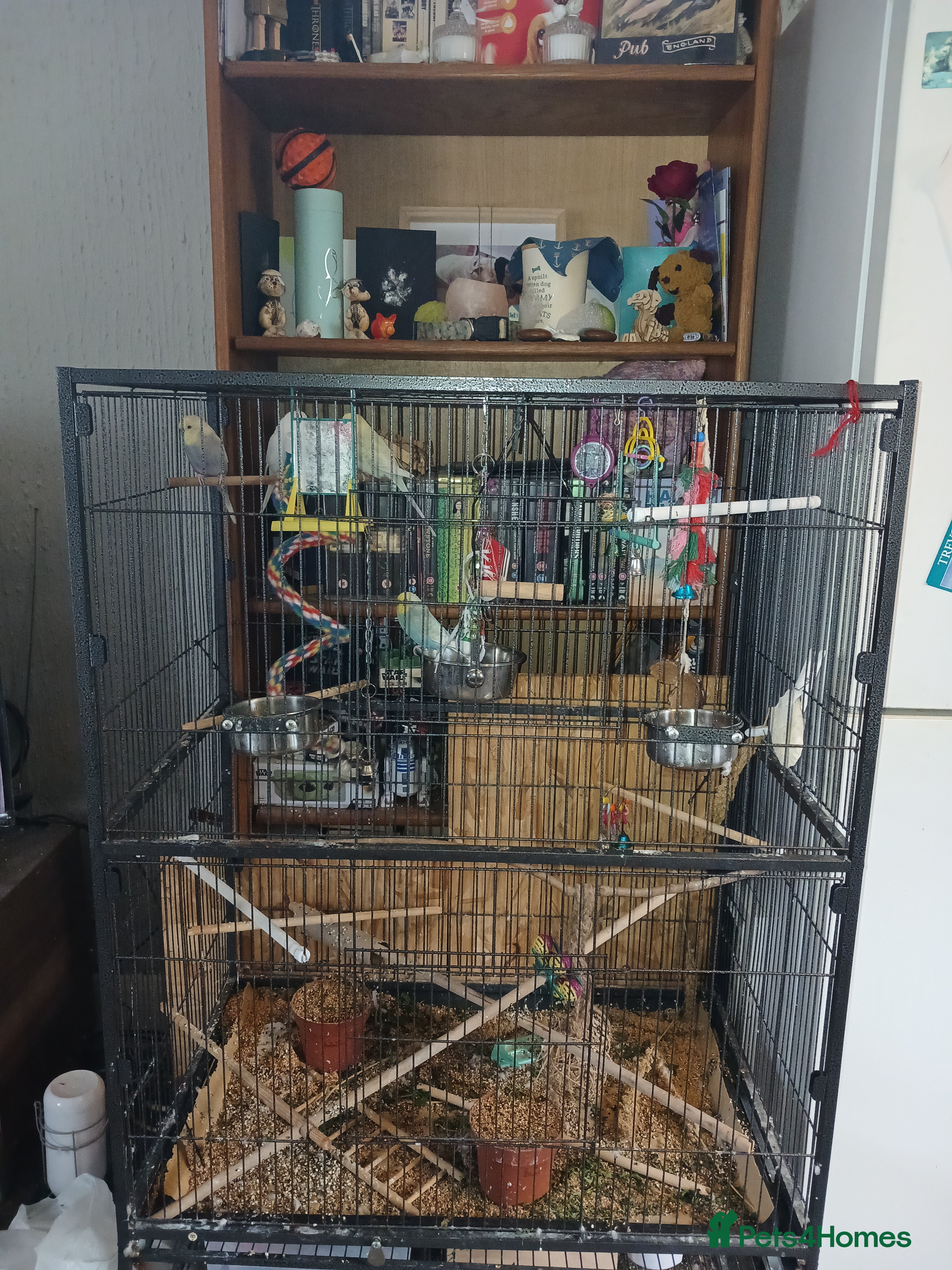 Budgerigars birds 4 budgies and cage for sale  - Advert 1
