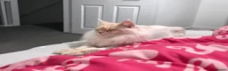 Maine Coon cats for sale: Purebred Cream Maine Coon Boy – 1.6 Years Old - Advert 5