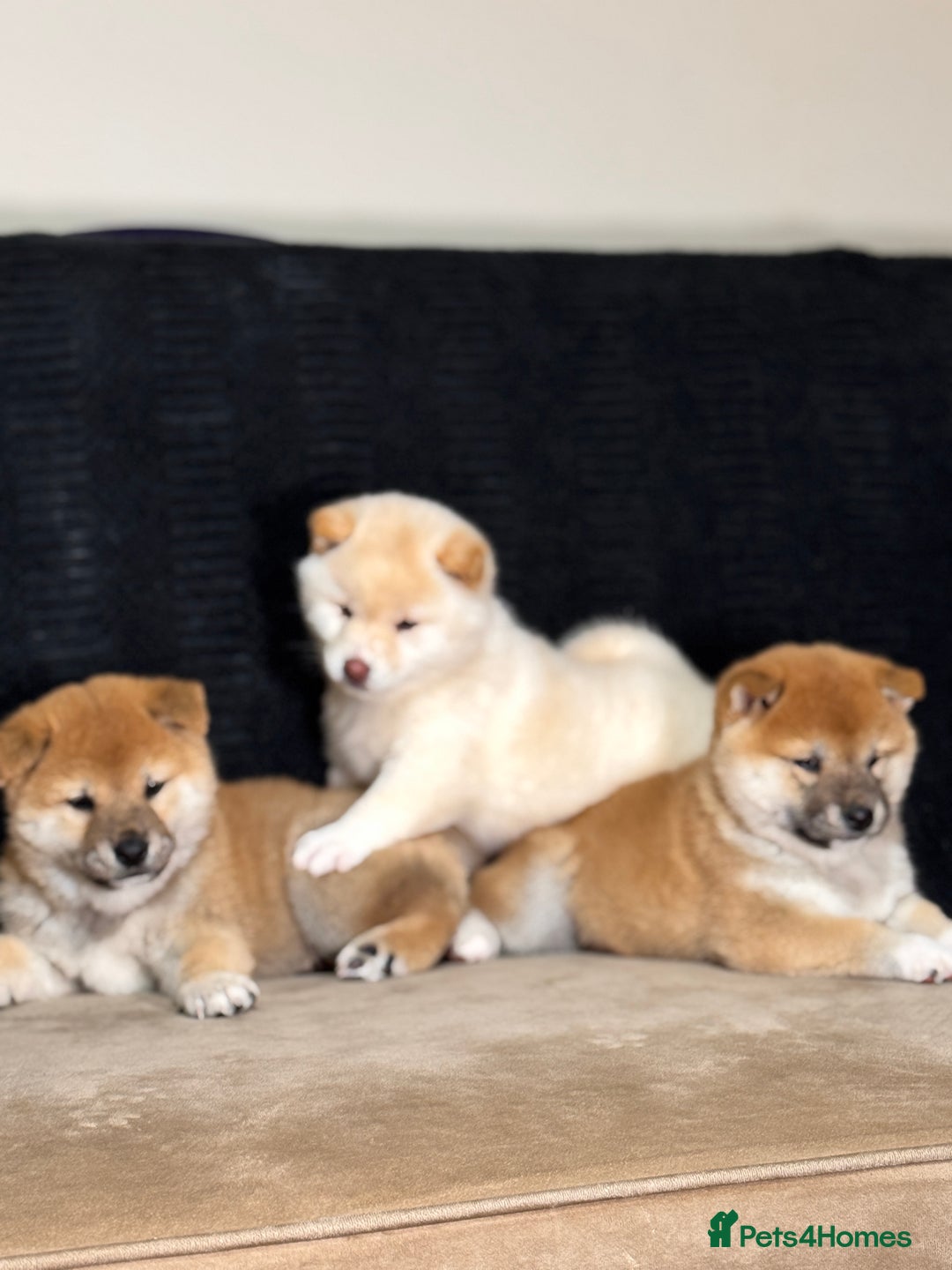 Japanese Shiba Inu dogs for sale: Shiba Inu Puppies  - Advert 4