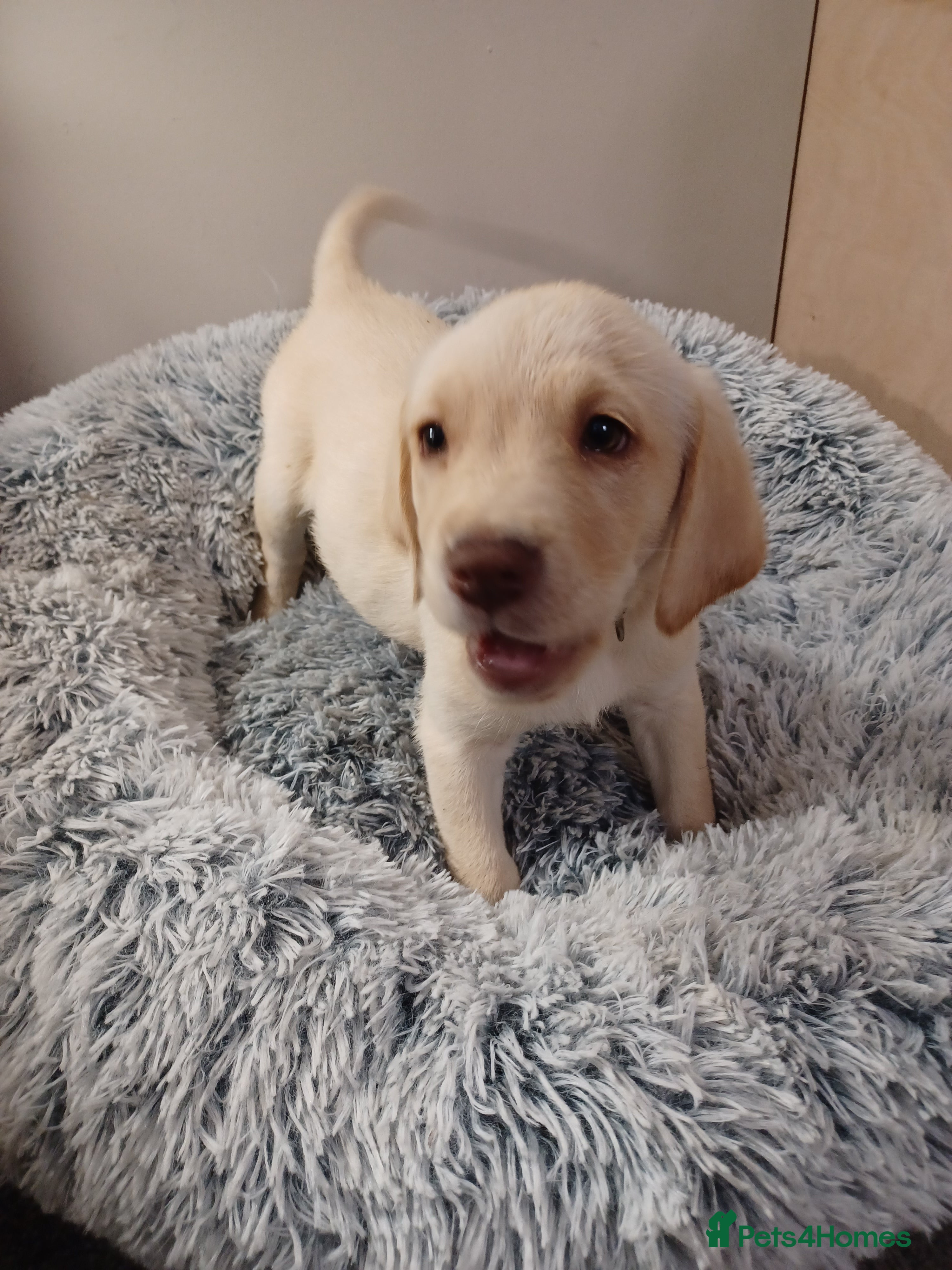 Labrador Retriever Puppy 3 black ⚫️ 