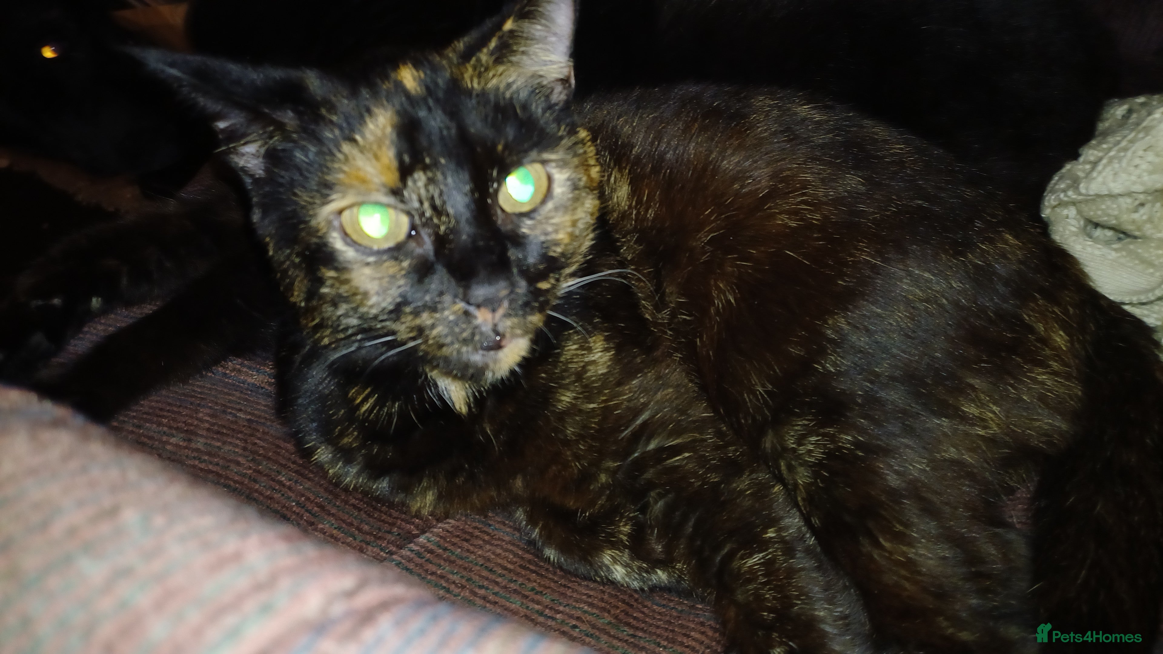 Mixed Breed cats Mixed breed kittens £50 each - Advert 18