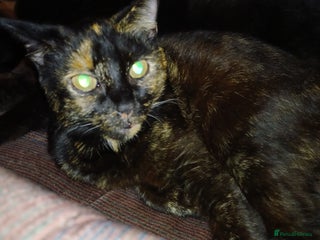 Mixed Breed cats Mixed breed kittens £50 each - Advert 8