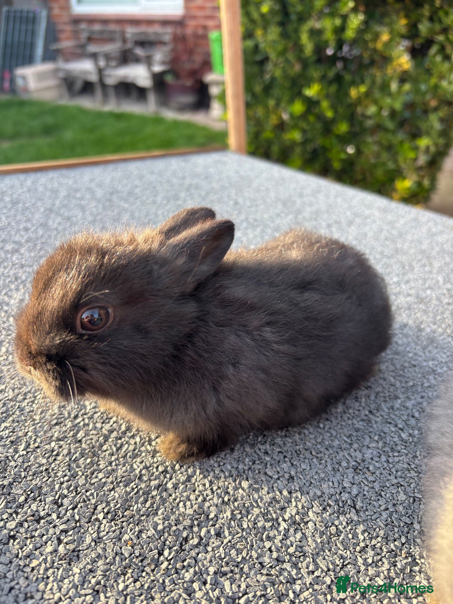 Mixed Breed rabbits Tiny baby bunny for sale😍 - Advert 1