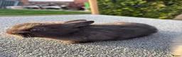 Mixed Breed rabbits for sale: Tiny baby bunnies for sale😍 - Advert 5