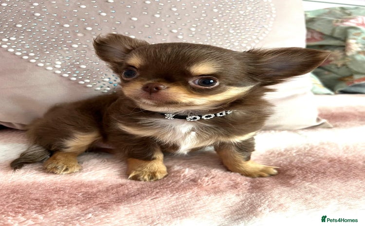 Chihuahua dogs - Advert 8
