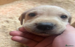 Labrador Retriever dogs for sale: Gorgeous red and golden Labrador puppies  - Image 8