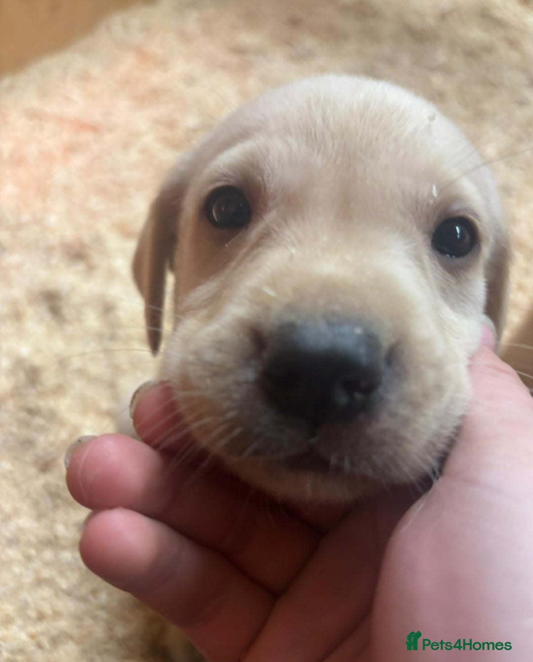 Labrador Retriever dogs for sale: Gorgeous red and golden Labrador puppies  - Image 8