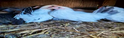 Chickens poultry for sale: Gold campine and Japanese bantam pullets - Advert 2