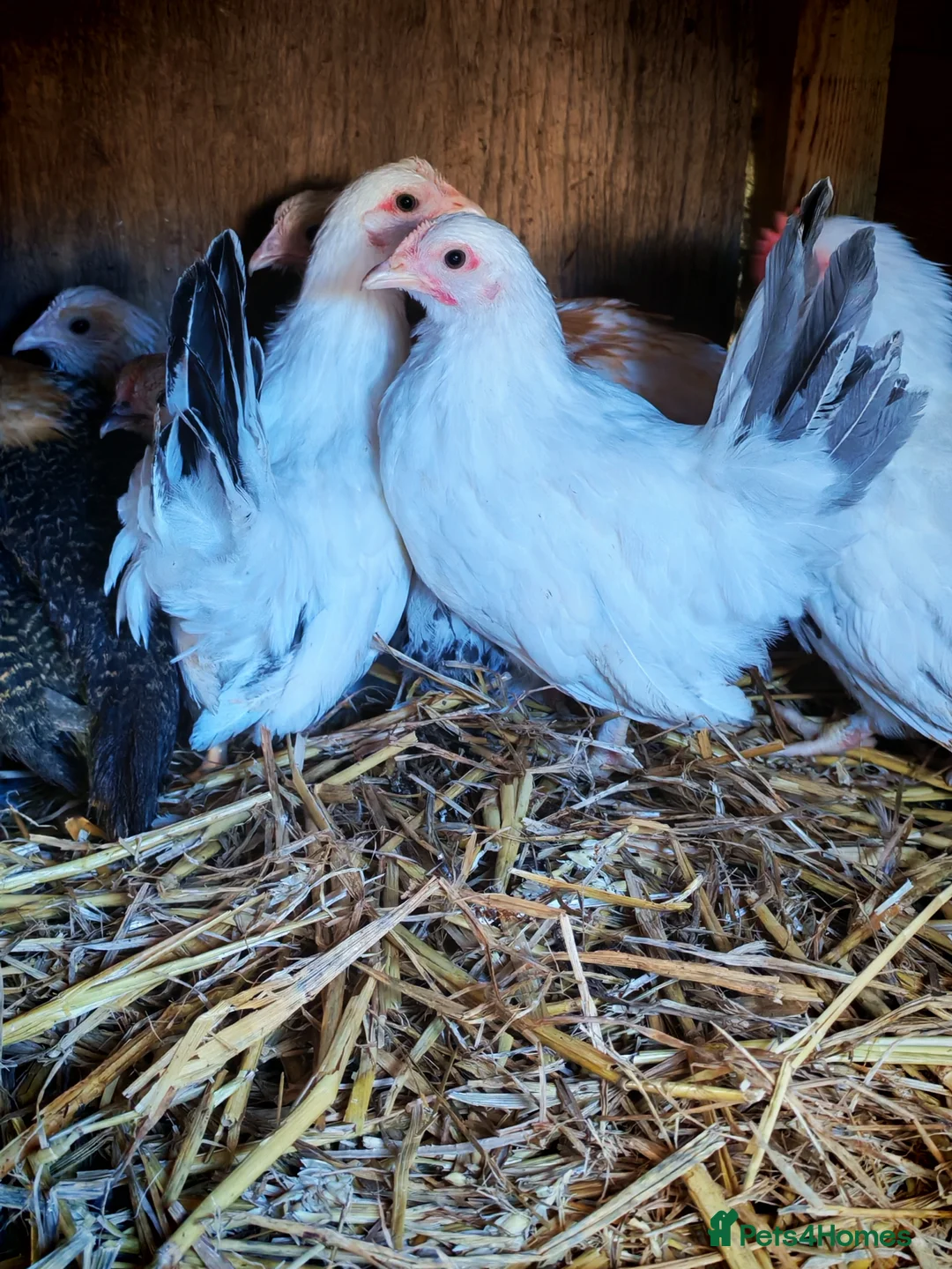Chickens poultry for sale: Gold campine and Japanese bantam pullets - Advert 2