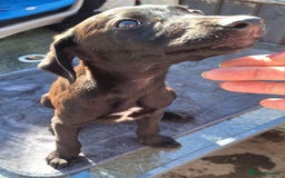 Mixed Breed dogs for sale: Beautiful whippet first cross puppies - Image 8