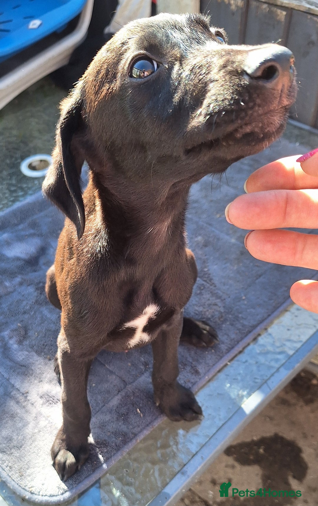 Mixed Breed dogs for sale: Beautiful whippet first cross puppies - Image 8