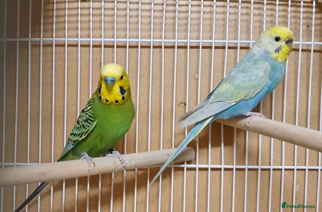 Budgerigars birds for sale: 2 beautiful young budgies with cage/accessories - Advert 1