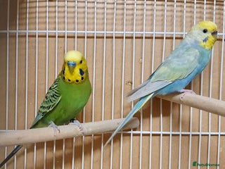 Budgerigars birds 2 beautiful young budgies with cage/accessories - Advert 1