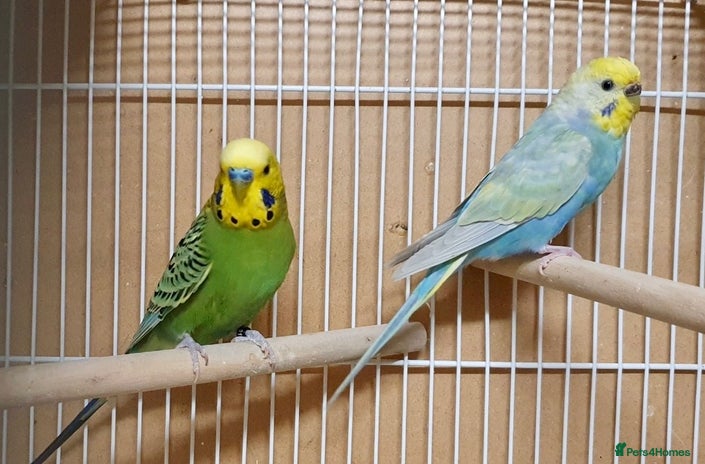 Budgerigars birds 2 beautiful young budgies with cage/accessories - Advert 1