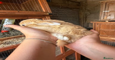 Mini Lop rabbits - Advert 7