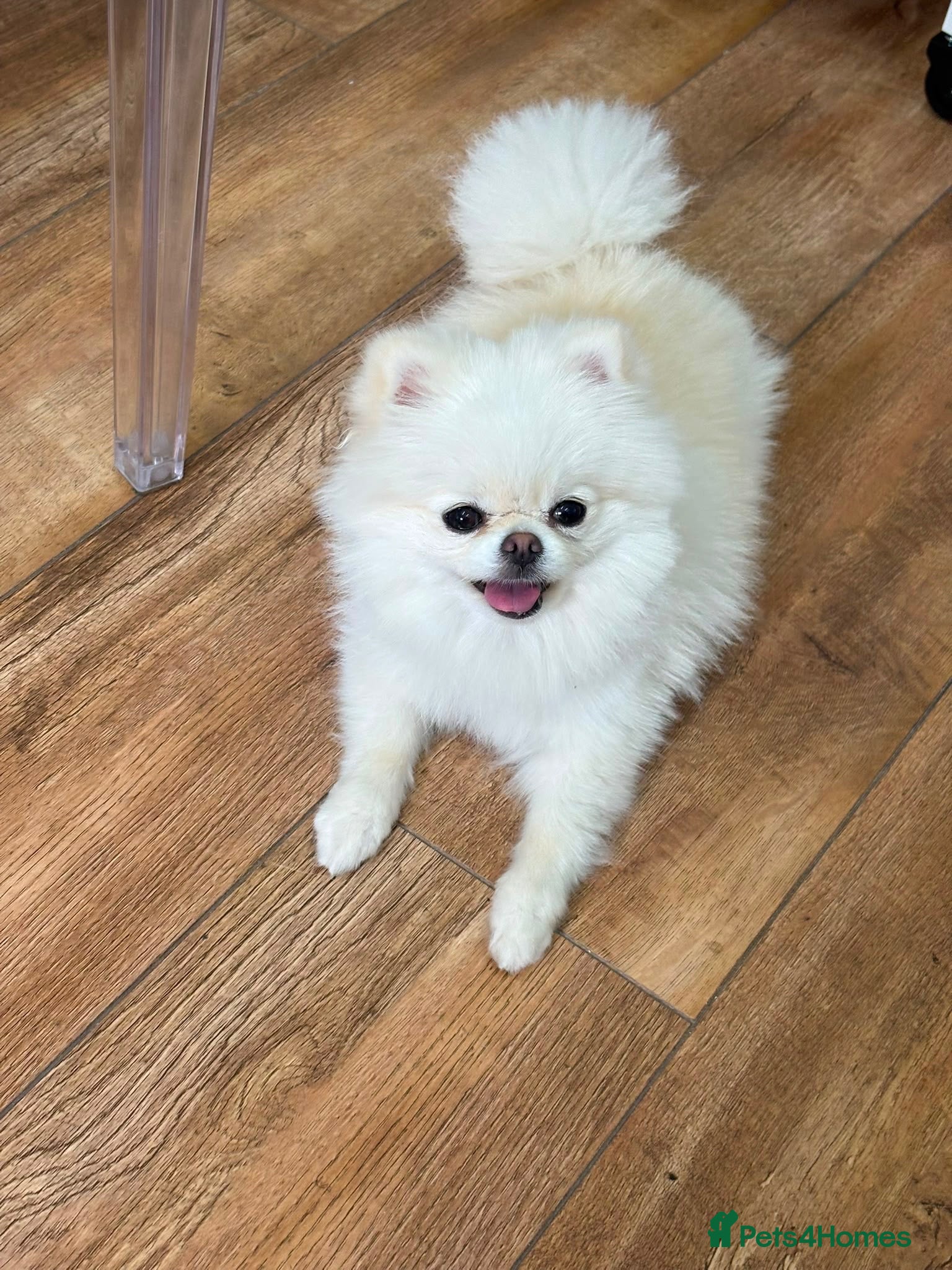 Pomeranian dogs Paloma Jane - Advert 3