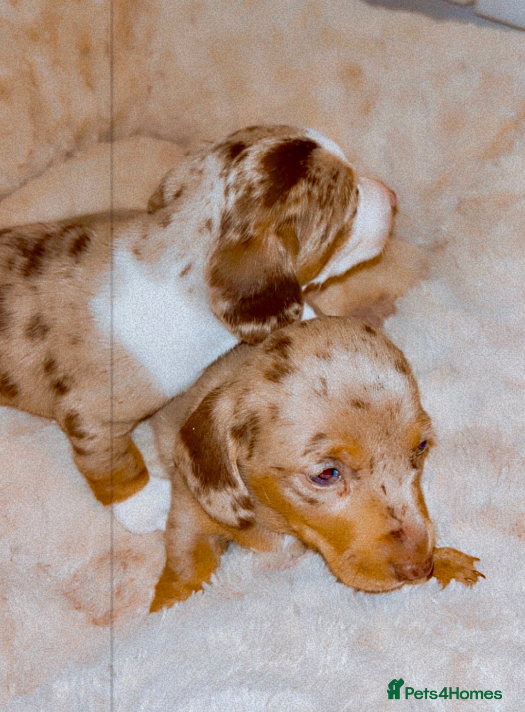 Dachshund dogs for sale: Dachshund  - Advert 17