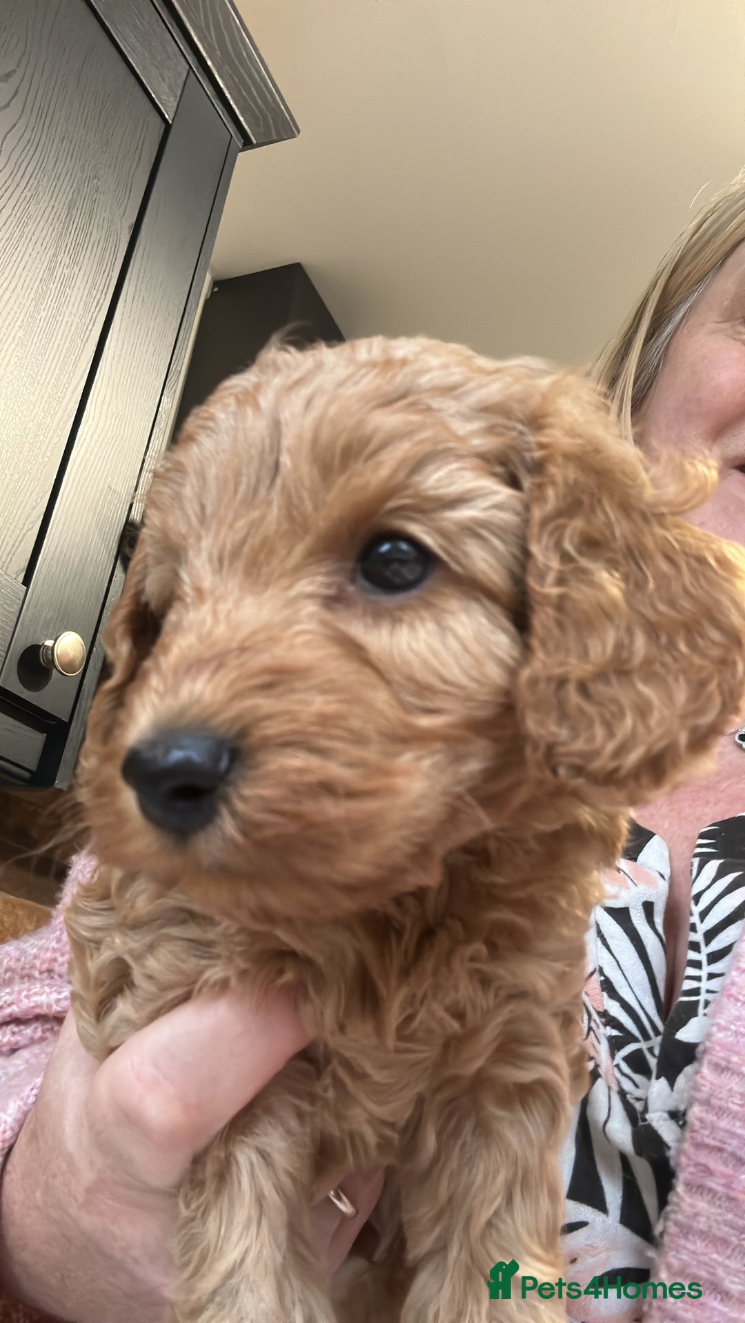 Cockapoo dogs for sale: F2B Cockapoos due 23rd Dec - Advert 10