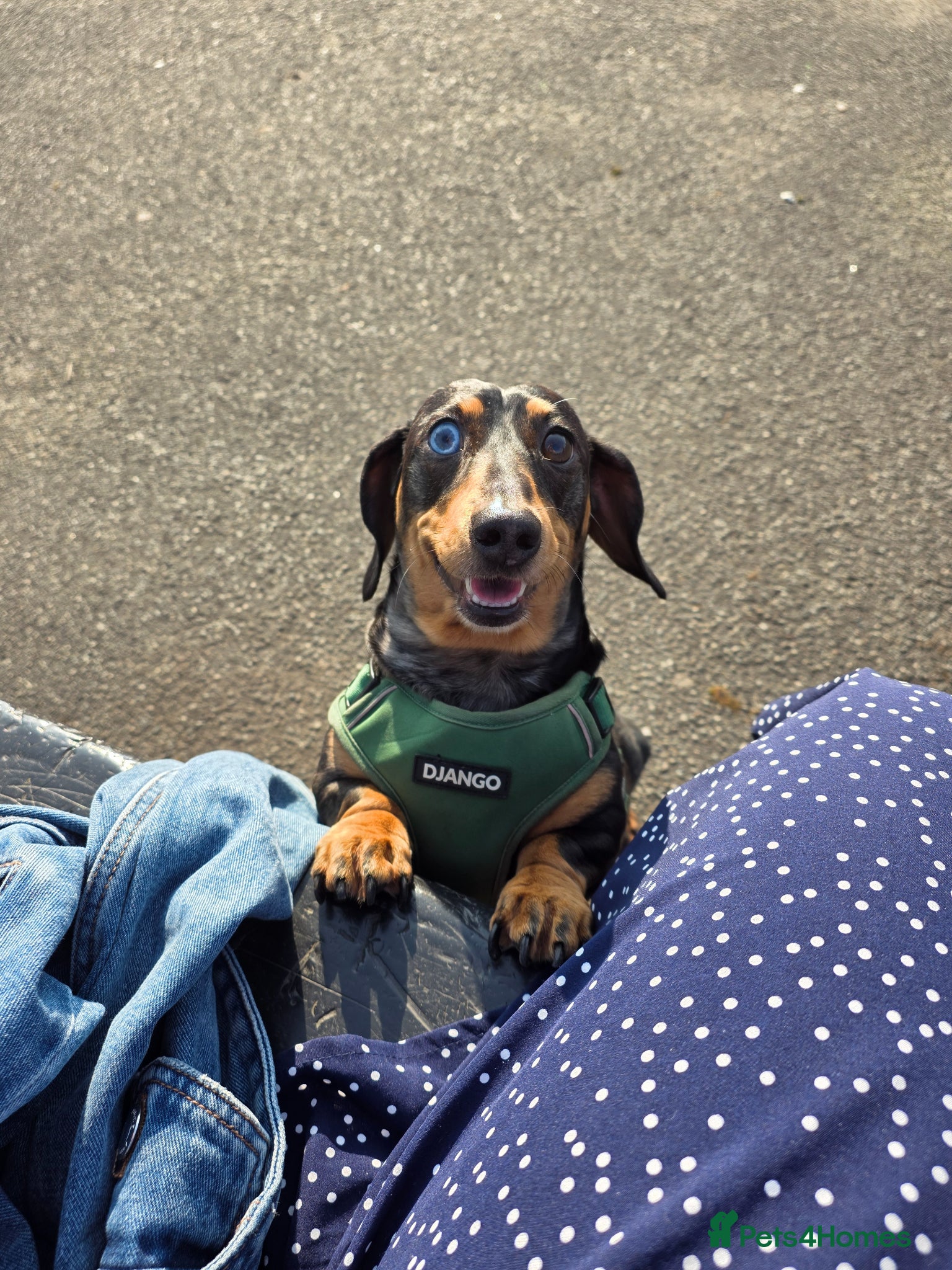 Dachshund dogs Good boy for re-home - Advert 1