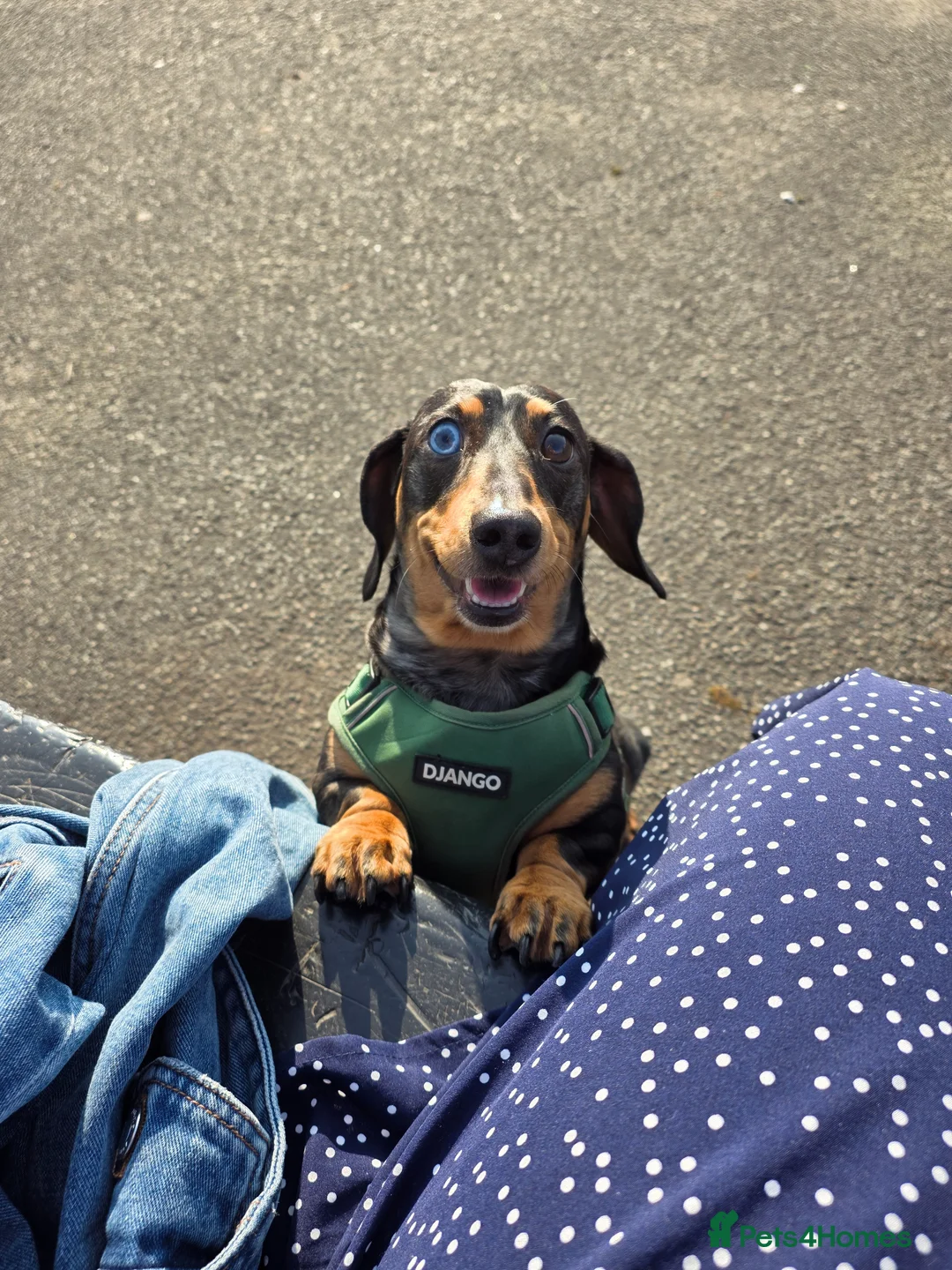 Dachshund dogs for sale: Good boy for re-home in Middlewich - Advert 1